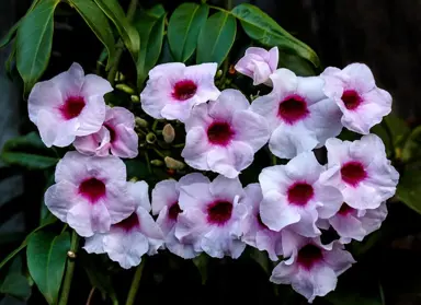 Elegant Pandorea jasminoides pink flowers.