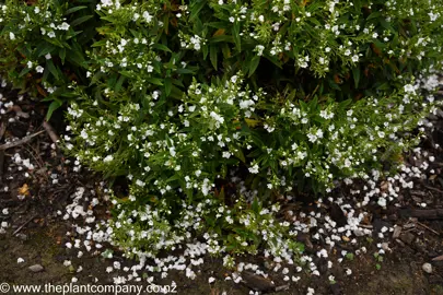 Parahebe Avalanche flowers appearing like snow on the ground and lush foliage.