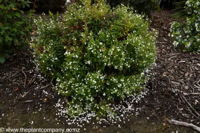 Parahebe Avalanche with white flowers and green foliage in a garden.