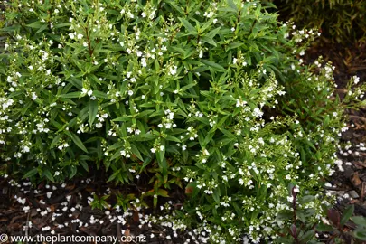 Parahebe Avalanche in a garden showcasing its white flowers and green foliage.