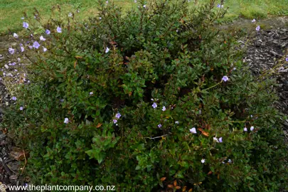 Parahebe Baby Blue growing in a garden with lush foliage.