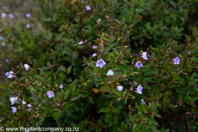 Blue flowers on Parahebe Baby Blue along with lush foliage.