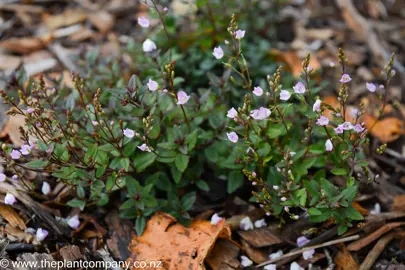 Lush foliage and pretty purple flowers on Parahebe Baby Blue.