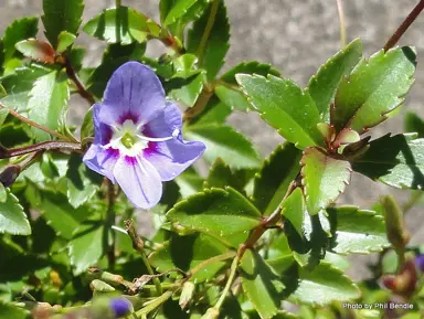 Parahebe 'Blue Boy' plant.