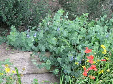 Parahebe perfoliata plant with lush green foliage and pretty blue flowers.