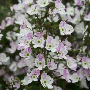 Parahebe 'Pink Delight' with pink and white flowers.