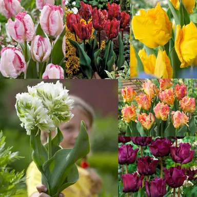 tulip-parrot-collection-1