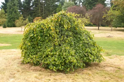 parrotia-persica-pendula-1