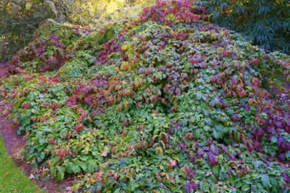 parrotia-persica-pendula-2