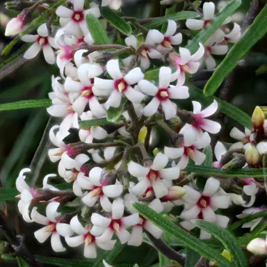 Parsonsia capsularis pink and white flowers amidst green foliage.