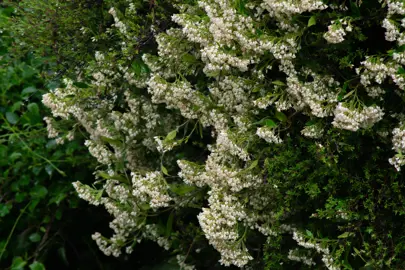 Parsonsia heterophylla plant with green foliage and masses of cream flowers.