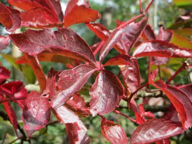 Parthenocissus quinquefolia red foliage.