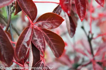 parthenocissus-henryana-3