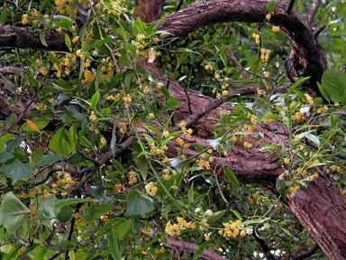 Passiflora tetrandra vine with yellow flowers.