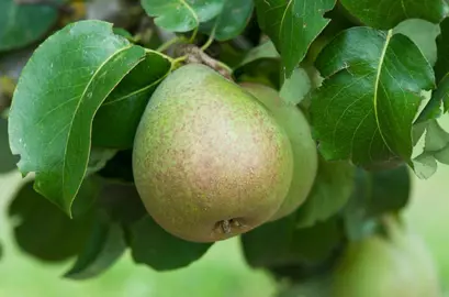 Pear Beurre Hardy fruit on a tree.