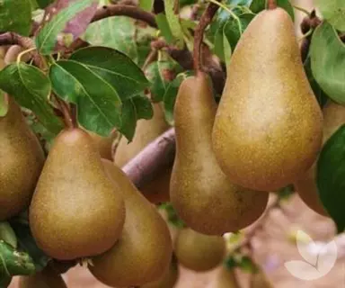 Pear 'Brown Beurre' fruit.