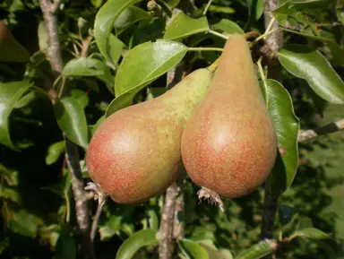 Pear Concorde fruit.