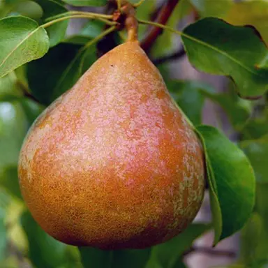 pear-taylors-gold-semi-dwarf-2