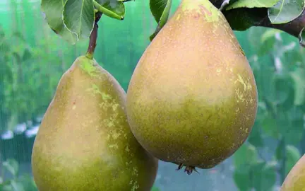 pear-doyenne-du-comice-and-conference-1