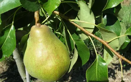 pear-doyenne-du-comice-and-conference-2