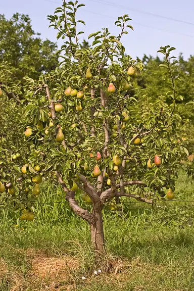 pear-doyenne-du-comice-and-conference-3