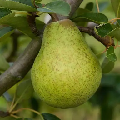 Pear William Bon Chretien fruit.