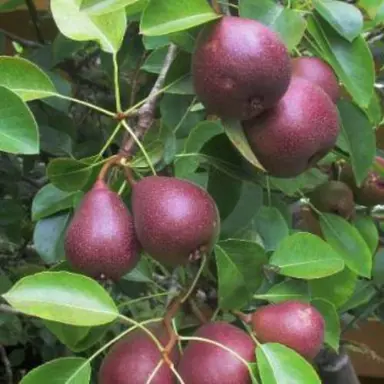 Pear Worden Seckel purple fruit on a tree.