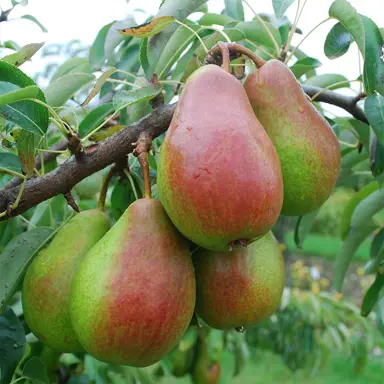 pear-louise-bon-jersey-