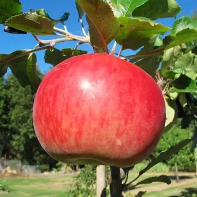 'Peasgood Nonsuch' apple fruit.