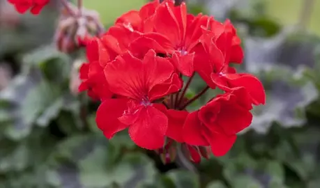 Pelargonium Abelina plant with red flowers.