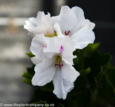 pelargonium-aristo-snow-