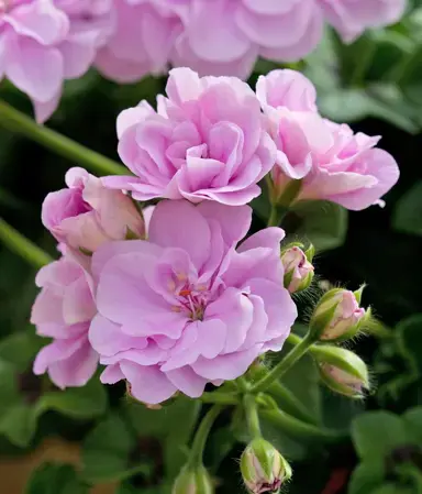 Pelargonium 'Belcanto' pink flowers.