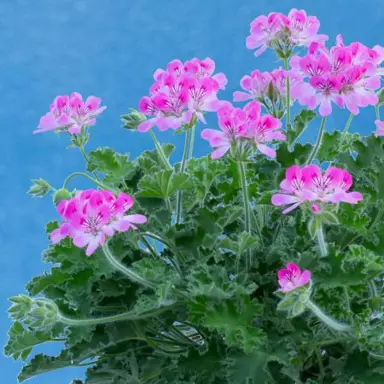 pelargonium-capitatum-