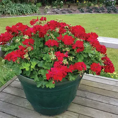 Pelargonium cassiopeia plant with red flowers in a pot.