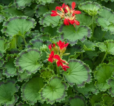 Pelargonium 'Distinction' dual coloured foliage and red flowers.