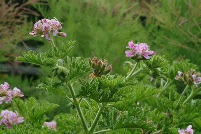 pelargonium-graveolens--1