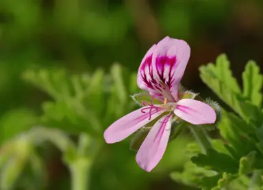 pelargonium-graveolens-