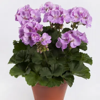 Pelargonium Greta plant with pink flowers.