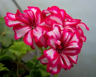 pelargonium-mexica-nealit-