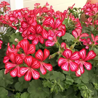 pelargonium-mexica-ruby-