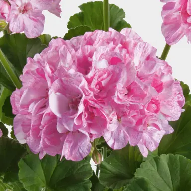 Pelargonium Mosaic Pink plant with pink flowers.