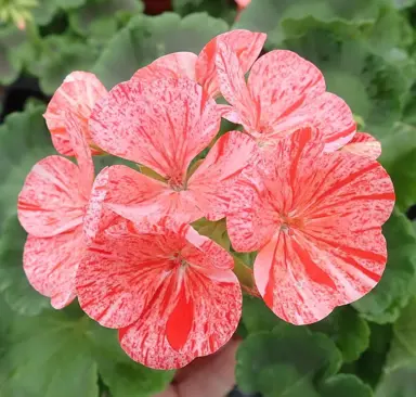 pelargonium-mosaic-red-