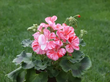 pelargonium-mosaic-red-1