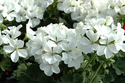 pelargonium-nano-white-