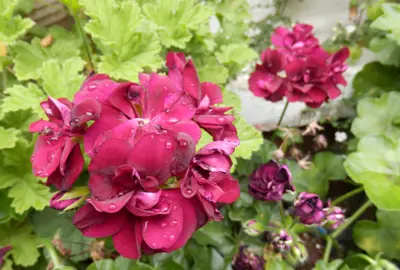 pelargonium-peltatum-tomcat-