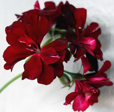 pelargonium-peltatum-tomcat-1