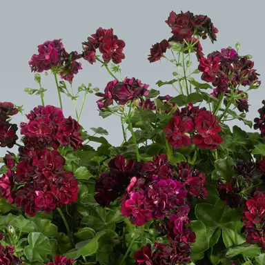 pelargonium-peltatum-tomcat-2