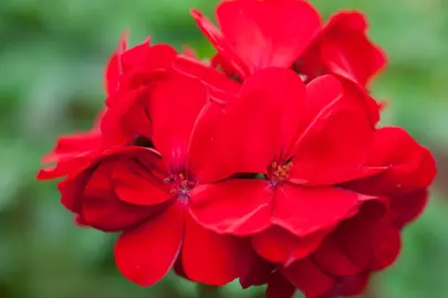 pelargonium-redder-than-red-