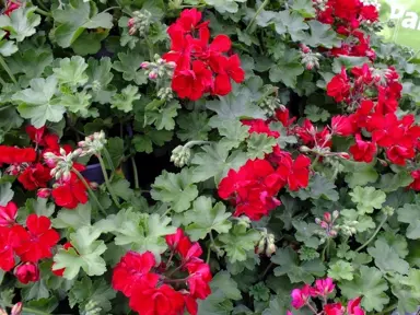 pelargonium-redder-than-red-1