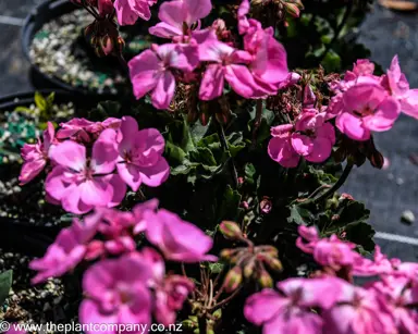 pelargonium-rosita--1